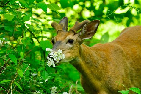Leaf Language and Root Words: How Plants Communicate