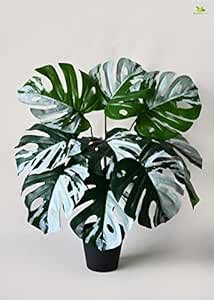 Buy Blooming Floret Artificial Monstera Plant | with Basic Black Pot ...