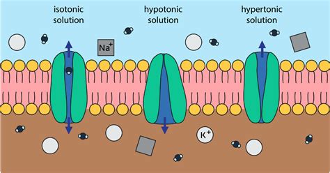 Image result for Transcellular Fluid