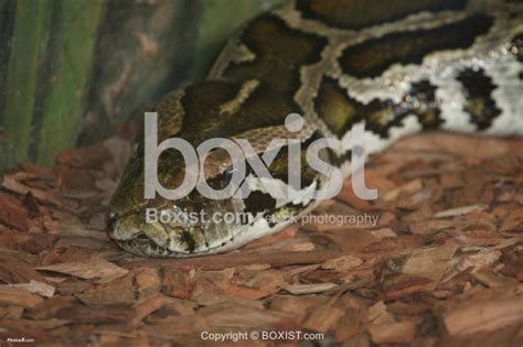 Image result for Reticulated Python Head