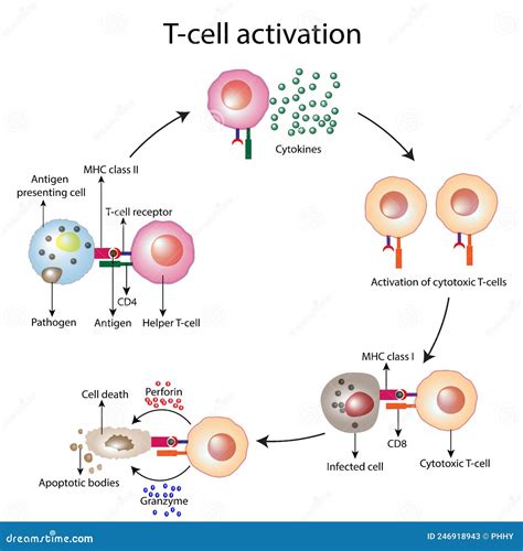 T Cell Activation Diagram, T Lymphocytes, Helper T-cell and Cytotoxic T-cell Vector Illustration ...