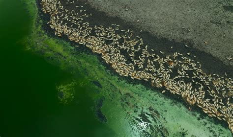 Late Devonian Extinction 的图像结果