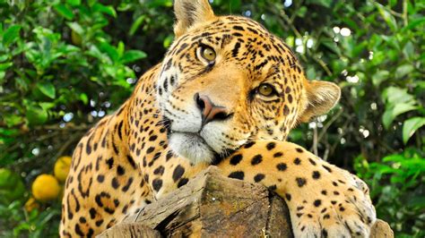 The Jaguar: The Elusive Predator of the Yucatan Peninsula - Ocean Tours Mexico