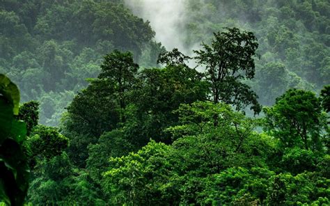 20 facts about Tropical rainforests | FactInformer