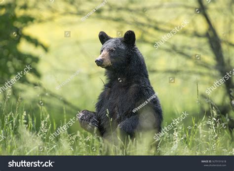 43,867 imágenes de Beautiful black bear - Imágenes, fotos y vectores de ...