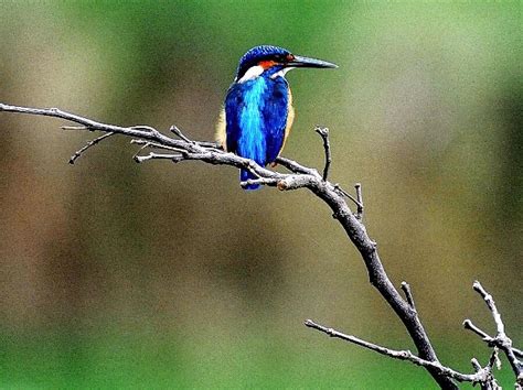 World Migratory Bird Day: 12 Of The Most Beautiful Migratory Birds That ...