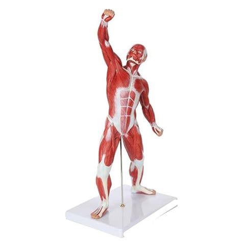Artsy® 20” Mini Muscular System Model, Human Muscular Anatomy Model ...