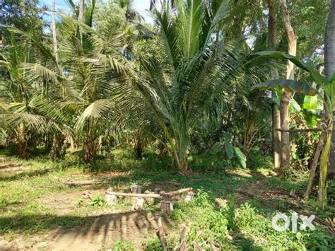 Green Farm Sale at Lowest Price - Lands & Plots - 1800731980