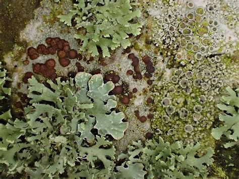 Wild Women (over 50) Lichen identification, Ham Hill Country Park ...