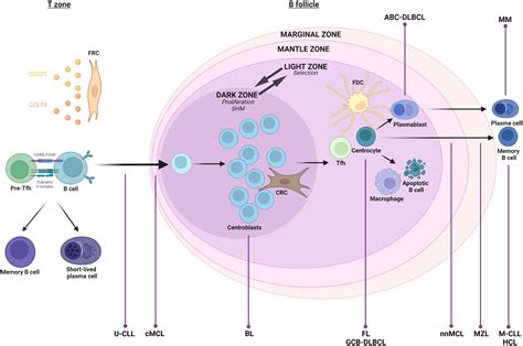 Frontiers | Ex vivo culture of malignant primary B cells