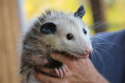 Wallpaper ID: 288080 / possum rodent opossum animal mammal wildlife 4k ...