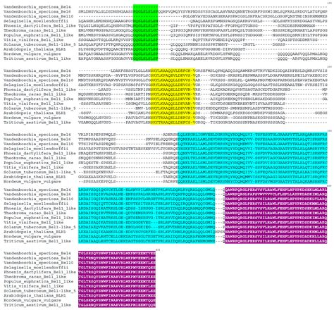 Identification and Characterization of TALE Homeobox Genes in the ...