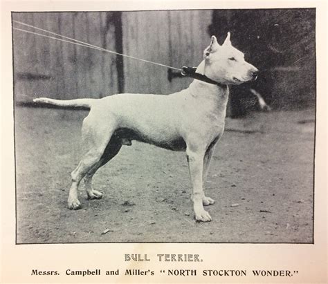 Why Did The White English Terrier Go Extinct