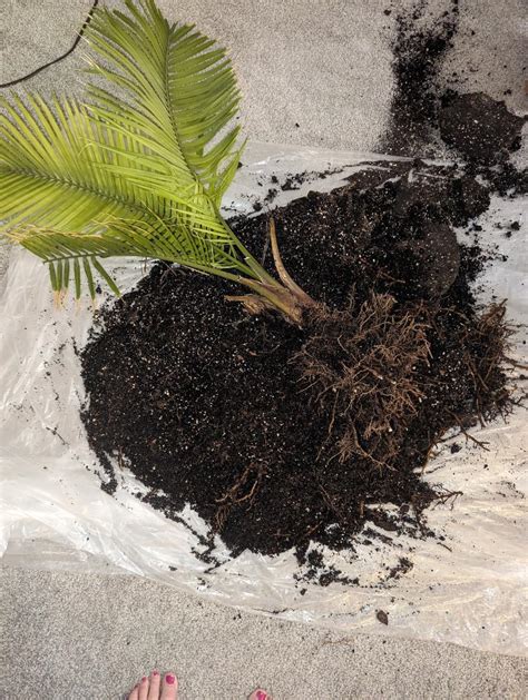 Image result for Palm Tree Rot