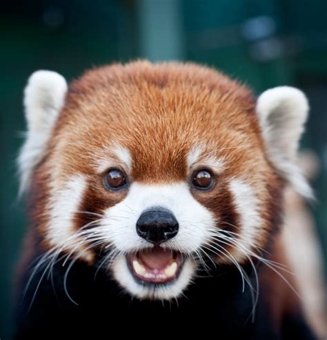 Red Panda Face