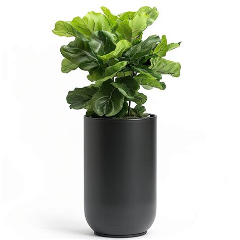 Very tall plant pot photography on white background | Premium AI ...