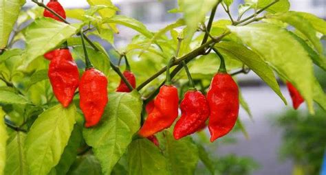 Know how hot your peppers are: Find out more about Scoville Heat Unit ...