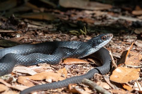 Black Garden Snakes Florida | Fasci Garden