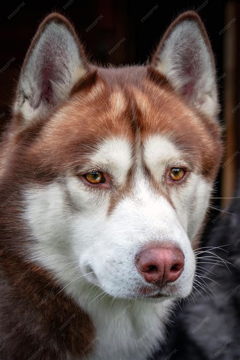 Red Siberian Huskies