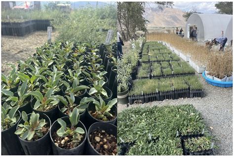 Great Basin Native Seeds: Restoring Our Cold Desert Ecosystems - The ...