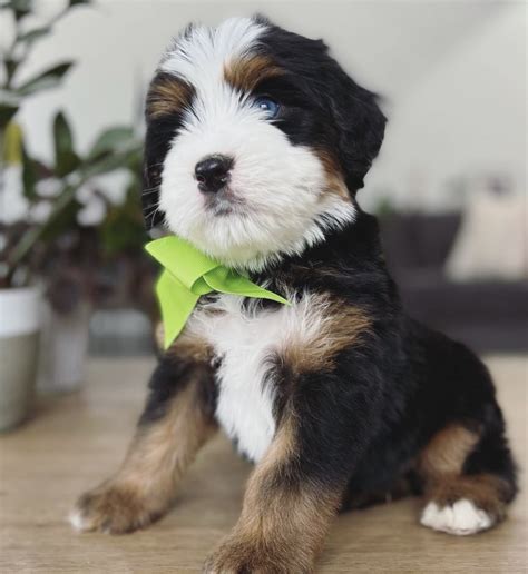 Reviews — Rocky Road Doodles