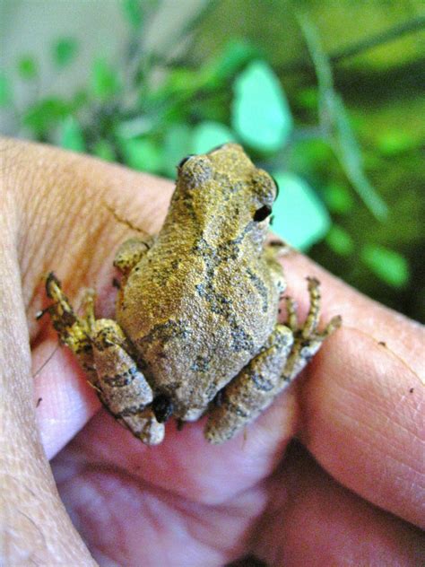 Capital Naturalist by Alonso Abugattas: Spring Peepers