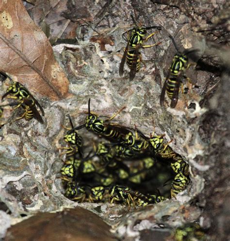 Yellow Jacket Nest In Ground