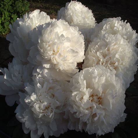 Paeonia 'Class Act' - пионы, питомник растений Санкт-Петербург, купить ...