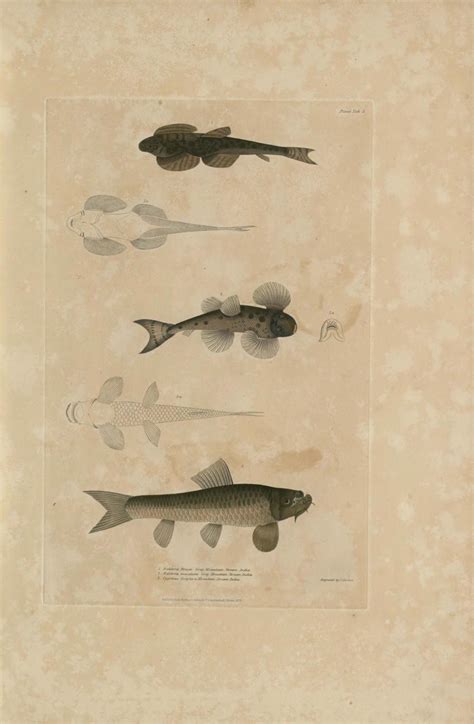 Illustrations of Indian Zoology (1830 - 1835) - Part 5 - Old Indian Arts