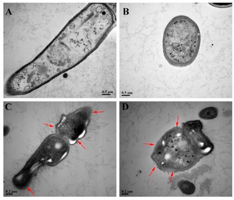 β-Carboline Alkaloids from Peganum harmala Inhibit Fusarium oxysporum ...
