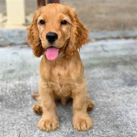 √√ Miniature Golden Retriever Delaware USA - Buy Puppy In Your Area