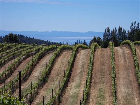 Muns Vineyard Discover Santa Cruz Mountains Wineries