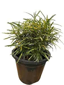 Krishna Nursery Golden Dust Croton Plant : Amazon.in: Garden & Outdoors