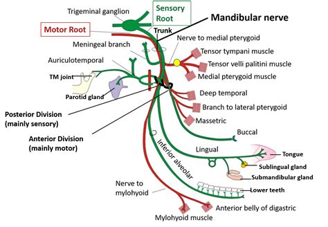 Trigeminal Nerve – Anatomy QA