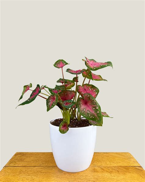 Indoor Plants Online | Buy HousePlants at Lowest Price in India ...