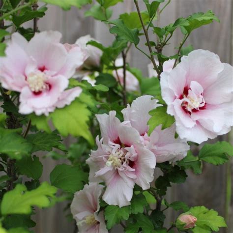 Rose of Sharon | The Sill