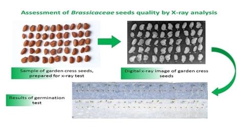 Assessment of Brassicaceae Seeds Quality by X-ray Analysis