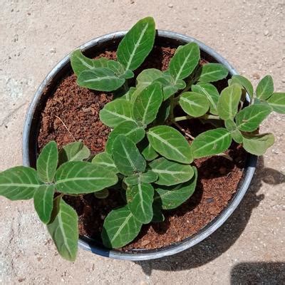 The Green Tag - Order Online