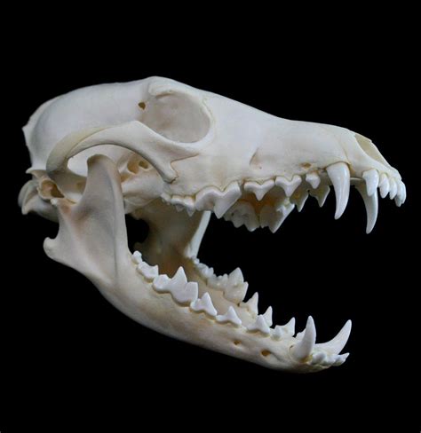 Ethically Sourced Animal Skulls, Bones & Skeletons | Skull reference ...