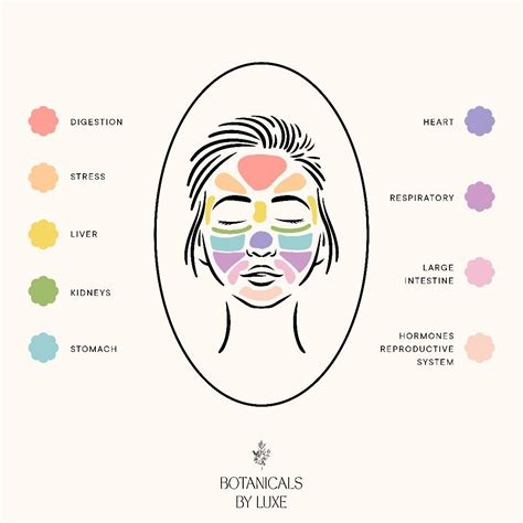 What facial mapping can tell you about your holistic health – Artofit