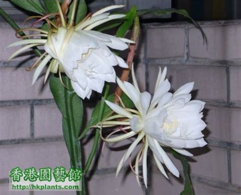 昙花一现为你开。昙花你见过三种算你牛。昙花开花你又见过几次呢？一次全给你奉上！ | 植物, 仙人掌