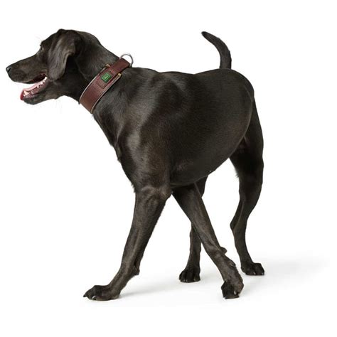 Dog collar belt style – Kanineindia