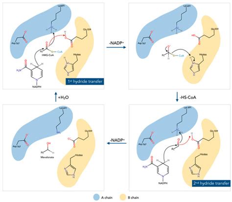 Processes | Special Issue : Modeling and Simulation of Enzymatic ...