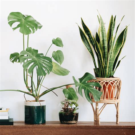 Best Plants For Indoor Living Room at Michael Dittmer blog