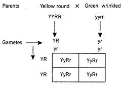If a plant having yellow and round seeds was crossed with another plant ...
