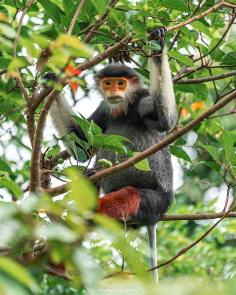 Red-shanked douc. Saw them during a trip in Vietnam. They are locally ...