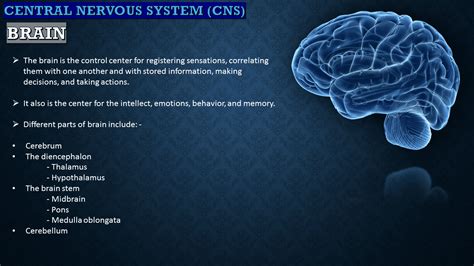 Image result for Nervous System Classification
