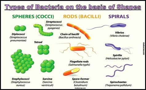 Image result for Classification of Bacteria