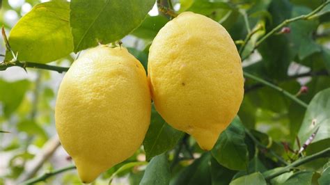 Image result for Lemon Tree New Version