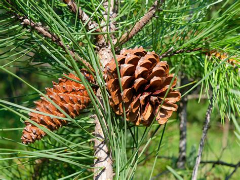 பூக்கும் தாவரங்கள் — lesson. அறிவியல், Class 7.